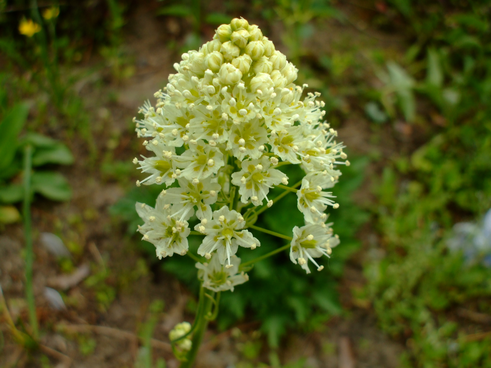 Zigadenus venenosus